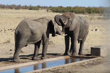 Obraz premium Elephant inspecting other elephants mouth with trunk in Kruger National Park - South Africa