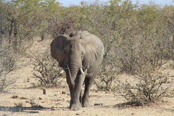 Fototapeta premium Elephant at Kruger National Park - South Africa
