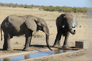 Elephants drinking and spraying water in Kruger National Park - South Africa