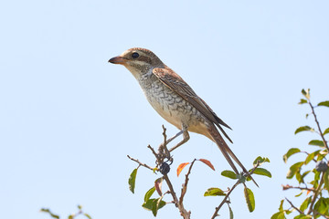 Fototapeta premium Red-backed shrike (Lanius collurio) female sitting on a branch