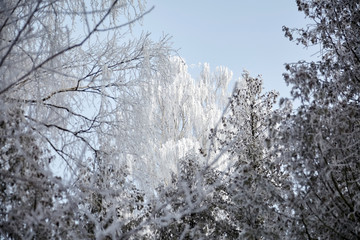 Crown of birch in the frost. Winter deciduous forest. Trees covered with white snow