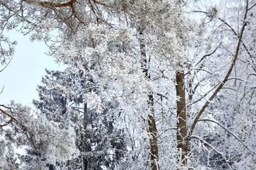 Pine branch. Winter mixed forest. Trees covered with white snow