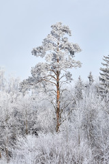 Winter mixed forest. Trees covered with white snow