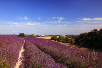 Plakat Lavendelfelder in der Provence