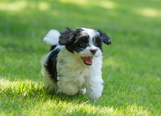 havanese puppy dog