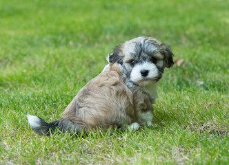 havanese puppy dog