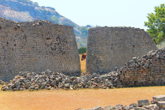 Great Zimbabwe ruins, view with cow - Zimbabwe
