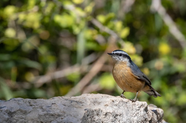 Red-breasted nuthatch on rock near Capulin Spring, in Sandia Mountains, New Mexico