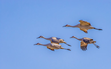 Sandhill cranes in flight at Bosque del Apache National Wildlife Refuge, San Antonio, New Mexico