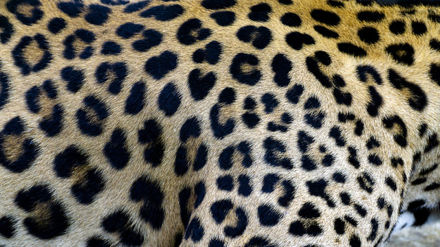 Beautiful Leopard skin texture background natural pattern, with Copy Space for Text.