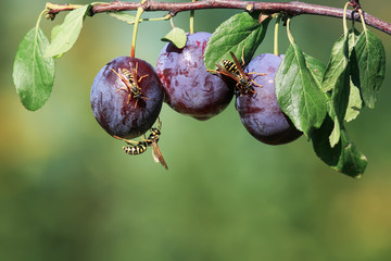  striped dangerous insects wasps flew in a garden on a branch with a crop of ripe purple fruits...