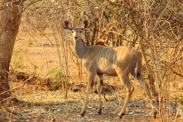 Female kudu at Lower Zambezi National Park - Zambia