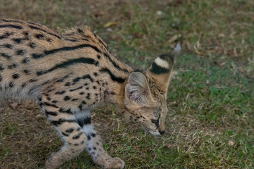 Serval