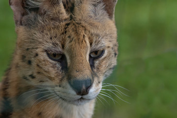 Serval