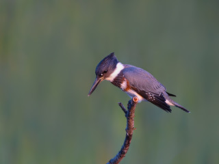 Belted Kingfisher Portrait on Green Background