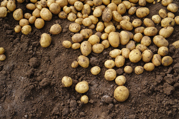 Fresh potato lying on the ground, good harvest and organic food.