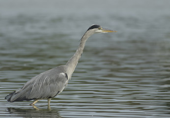 Grey Heron