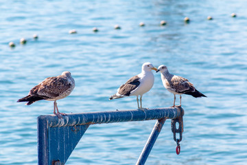 Gaviotas en el mastil