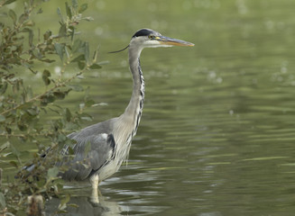 Grey Heron