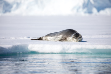 seal sitting on a rock