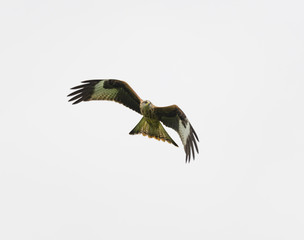 Red Kite