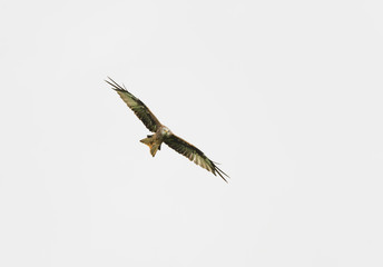 Red Kite