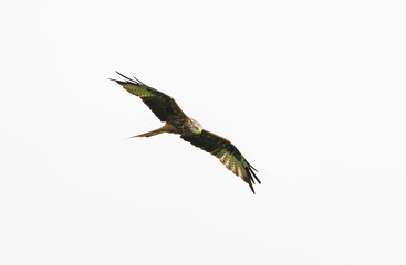Red Kite