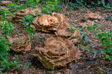 Turkey Tail Fungi