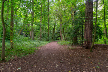 Path winding through a forest