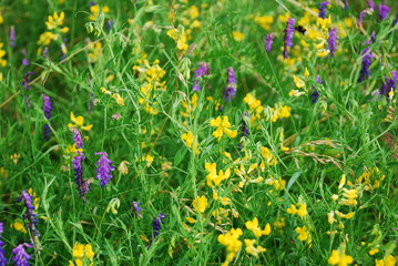 Kwiaty na łące © MartaSzloser