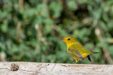 Wilson's warbler at Capulin Spring, migrating through Sandia Mountains, New Mexico