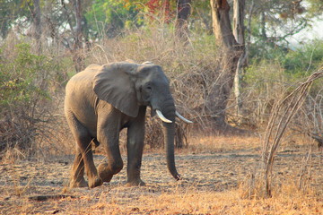 Elephant walking through the bushes in South Luangwa National Park - Zambia