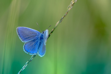 seul papillon azuré bleu posé sur un brin d'herbe en été en vue horizontale sur fonds vert le...
