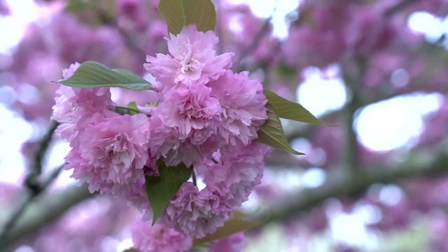 Close up view of pink flowers on Magnolia tree .