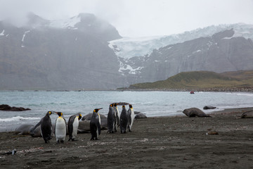 penguin in the arctic