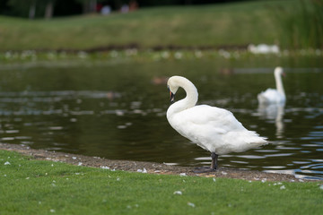 Obraz premium White mute swan standing at the edge of a pond