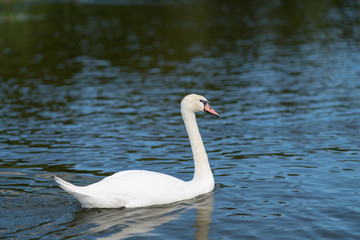 White mute swan swimming on water