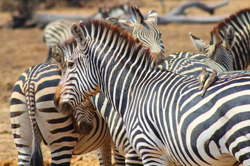 Zebra with birds (yellow-billed oxpeckers) sitting on its back at South Luangwa National Park - Zambia