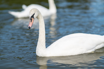 Fototapeta premium Close up of a white swan swimming on a lake