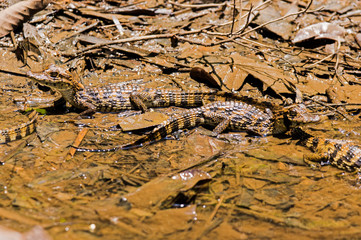 A nest of very young baby crocodiles in Tortuguero national park (Costa Rica)