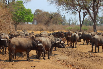 African buffaloes in South Luangwa National Park - Zambia
