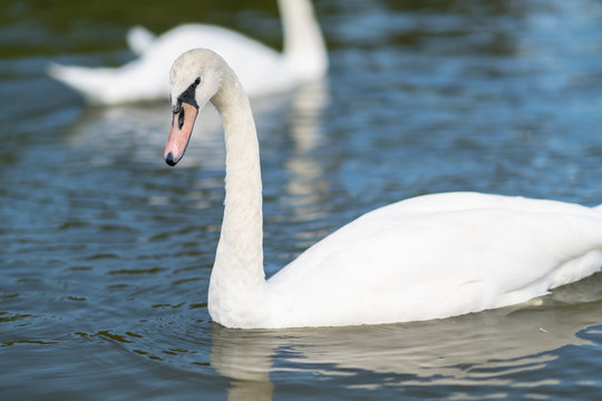 Close up of a white swan swimming on a lake