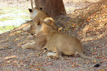 Lion chilling in South Luangwa National Park - Zambia
