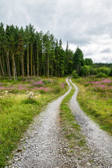 Curving Dirt road into the forest -3