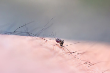 Soft and blur focus mosquito sucking blood through human skin icon.Symptoms of dengue fever, Sika virus, mosquito-borne plague. image for objects, background, brochures and copy space.
