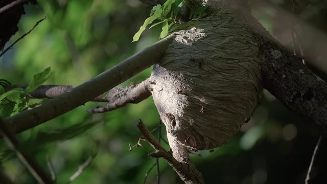 Wasp Colony Nest in Forest Tree