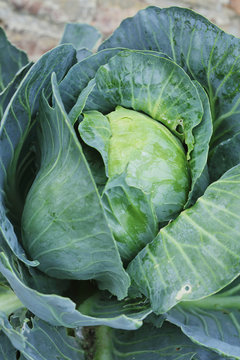 chou cabus du potager