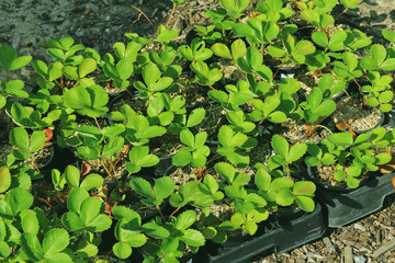 fraisier ciflorette en pots