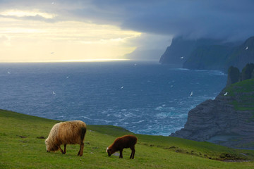 Obraz premium Adult sheep and lamb graze in the pasture with a beautiful view of the ocean.