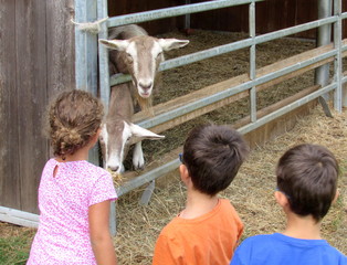 Bambini con le capre all'agriturismo - obrazy, fototapety, plakaty